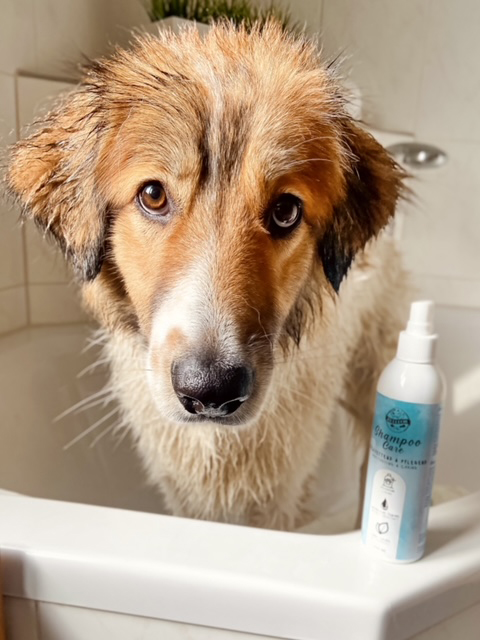 Hundeshampoo Care